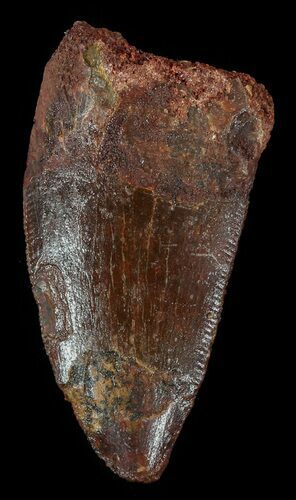 Bargain, Carcharodontosaurus Tooth #52863